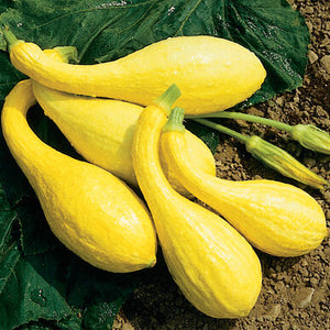 Yellow Squash